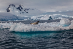 Cierva Cove: ein weiterer See-Leopard