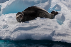 Cierva Cove: Leider ohne Pinguin ;-)