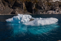 Cierva Cove: der letzte See-Leopard des Tages