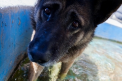 Hundebad
