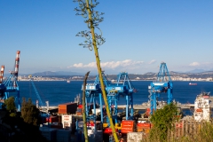 ... komische Bäume.