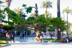 Schöner Baum im Park :-)