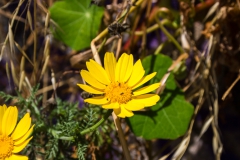 Und Blümchen gibts auch.