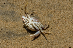 Am Strand lag auch ein Krebs auf dem Rücken..