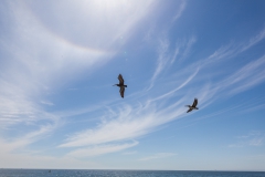 Ziemlich große Vögel..