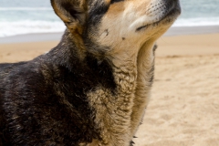 der Hütehund am Stand von Laguna Verde