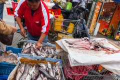 Frischer Fisch auf dem Markt von Valparaiso.