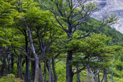 Torres del Paine