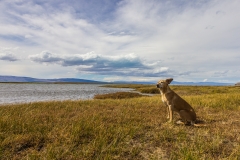 Argentinien - Patagonien - el calafate
