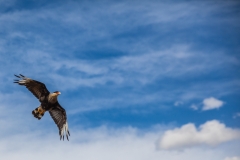 Argentinien - Patagonien - el calafate