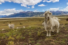Argentinien - Patagonien - el calafate