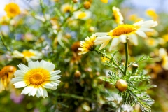 20161016-1441_MG_5056