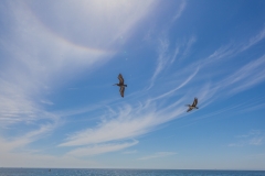 Chile - Vina del Mar