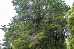 Chile - Punucapa