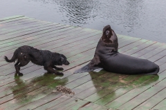 Chile - Valdivia