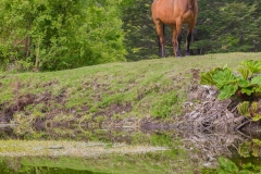 Chile - Rancho de Caballos - Palguin