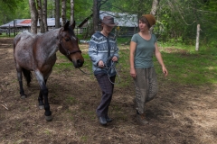 Chile - Rancho de Caballos - Palguin