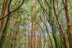 Chile - Chiloe - Nationalpark Chiloe