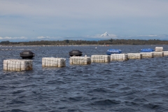 Chile - Chiloe - Isla Cailin