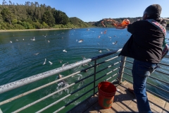 Chile - Patagonien - Puerto Montt