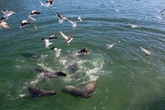 Chile - Patagonien - Puerto Montt