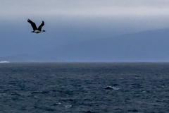 Chile - Patagonien - Mit der Navimag Fähre durch die Fjorde Patagonies