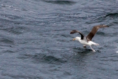 Chile - Patagonien - Mit der Navimag Fähre durch die Fjorde Patagonies