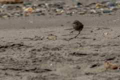 Chile - Patagonien - Punta Arenas - Isla Magdalena