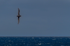 Chile - Patagonien - Punta Arenas - Isla Magdalena