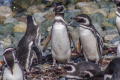 Chile - Patagonien - Punta Arenas - Isla Magdalena