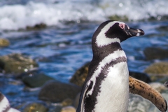 Chile - Patagonien - Punta Arenas - Isla Magdalena