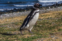 Chile - Patagonien - Punta Arenas - Isla Magdalena