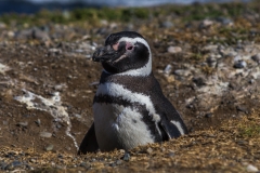 Chile - Patagonien - Punta Arenas - Isla Magdalena