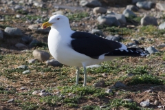 Chile - Patagonien - Punta Arenas - Isla Magdalena