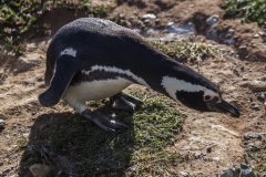 Chile - Patagonien - Punta Arenas - Isla Magdalena