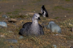 Chile - Patagonien - Punta Arenas - Isla Magdalena