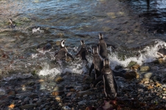Chile - Patagonien - Punta Arenas - Isla Magdalena