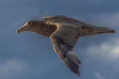 Chile - Patagonien - Punta Arenas - Isla Magdalena