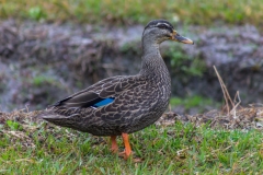 Neuseeland -Ente :-)