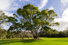 Neuseeland - Nordinsel - bei Kerikeri