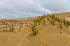 Neuseeland - Nordinsel - Northland - Te Paki Sand Dünen