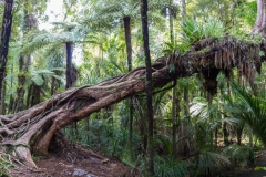 Neuseeland - Auckland Region - Waitakere Ranges - Cascade Kauri Park