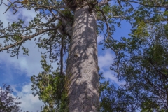 Neuseeland - Auckland Region - Waitakere Ranges - Cascade Kauri Park