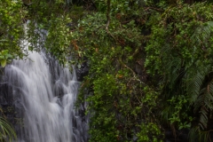 Neuseeland - Auckland Region - Waitakere Ranges - Fairy Falls