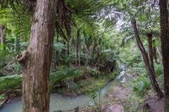 Neuseeland - Auckland Region - Waitakere Ranges - Kitekite Falls