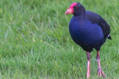 Neuseeland - Auckland Region - Waitakere Ranges - Whatipu Campsite