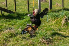 Neuseeland - Nordinsel - Manawatu Scenic Route - Tiere am Straßenrand, auch mal ein Hahnenkampf :-)