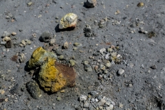 Neuseeland - Nordinsel - Ostküste - White Island