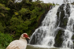 Neuseeland - Nordinsel - Coromandel - Owharoa Falls