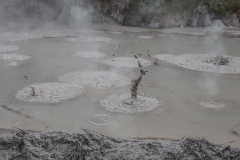 Neuseeland - Waiotapu Scenic Reserve